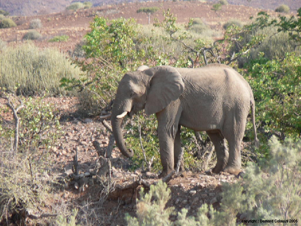 Palmwag - elephant du desert